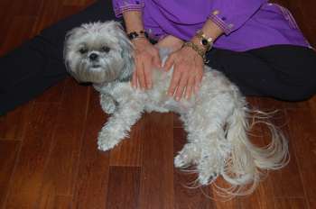 Reiki hands on a dog - ajanafitness.com